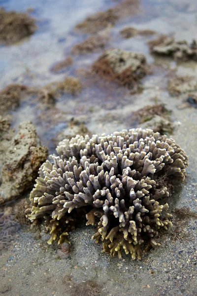 Kemény korall ujj nagy akadály zátony — Stock Fotó