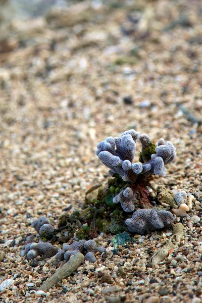 Coral en la playa Gran Barrera de Coral — Foto de Stock