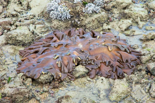 Coral blando Gran Barrera de Coral —  Fotos de Stock