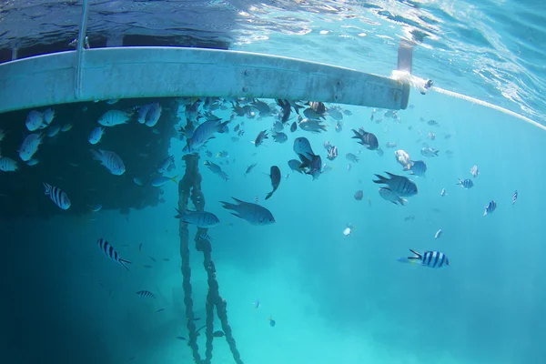Grande barreira de peixes recifais — Fotografia de Stock