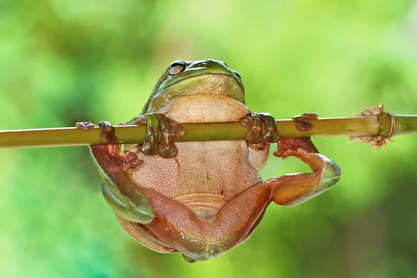 Large Green Tree Frog — Stock Photo, Image