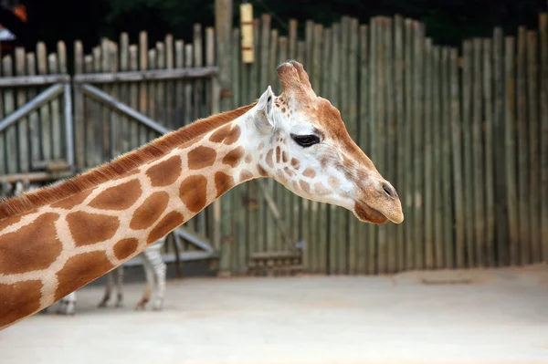 Giraffe — Stockfoto