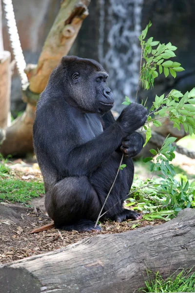 Erwachsener Gorilla — Stockfoto