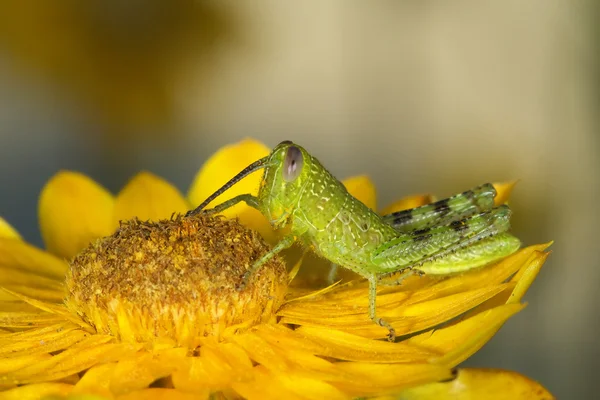 Locust Eating Flower — Stock Photo, Image