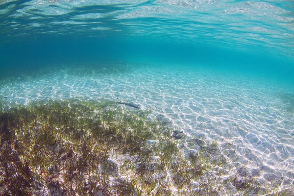水下海草伟大的堡礁 — 图库照片