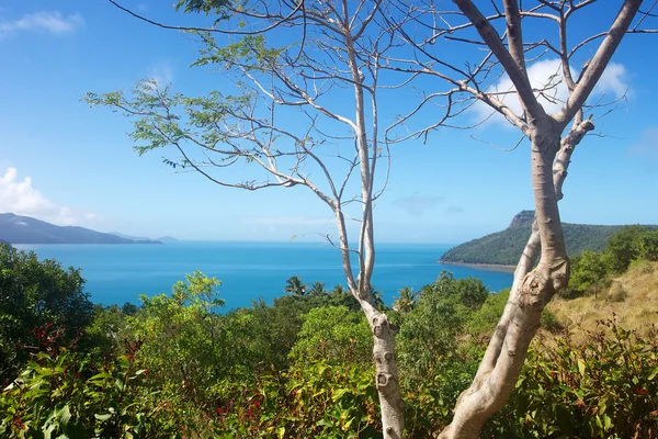 Hamilton island landskap — Stockfoto