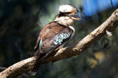 Avustralya ahmak kuş