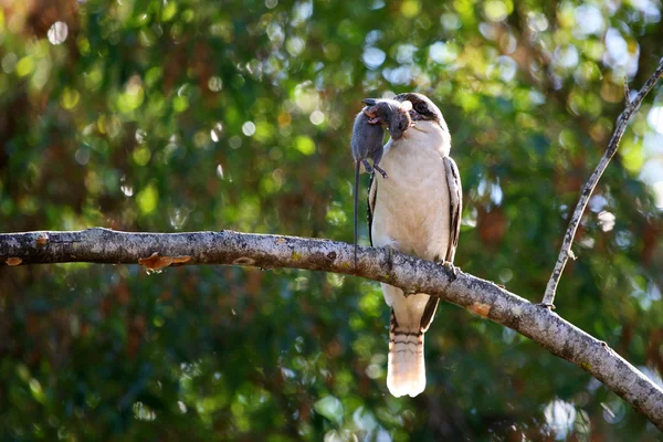 Kookaburra Hunting With Mouse — Stock Photo, Image