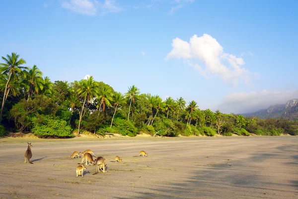 Australiska kangaroos på stranden — ストック写真