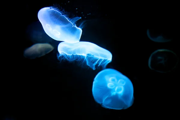 Azul brilhante água-viva Mar Anêmona Fotos De Bancos De Imagens