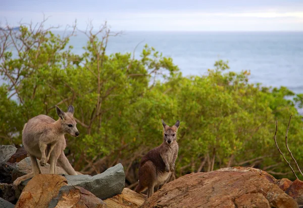 Kangoeroes op eiland Stockfoto