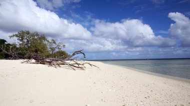 tropikal mercan sahilde dalgaların karaya attığı odun