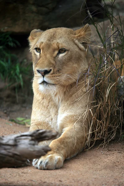 Lion Big Cat — Stock Photo, Image