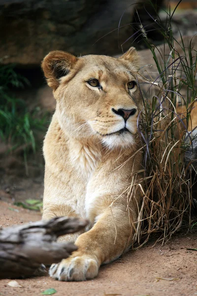 Female Lion — Stock Photo, Image