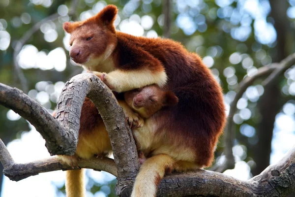 Australisches Baumkänguru lizenzfreie Stockfotos