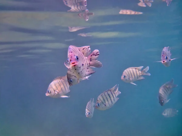 Sergeant Major Damselfish — Stock Photo, Image