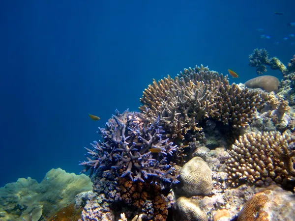 Grande barriera corallina Foto Stock Royalty Free