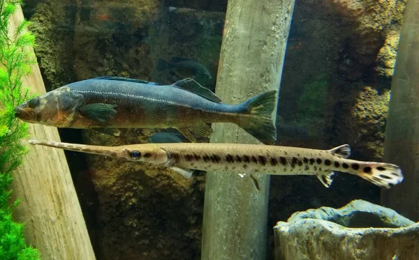 Aligátor Gar Ryby Plavání Vedle Smallmouth Bass Uvnitř Akvária — Stock fotografie