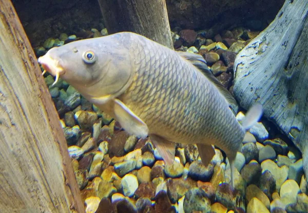 Una Carpa Buscando Comida Superficie Una Madera Bajo Agua —  Fotos de Stock