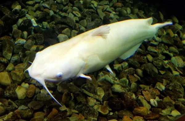 Albino catfish Stock Photos, Royalty Free Albino catfish Images ...