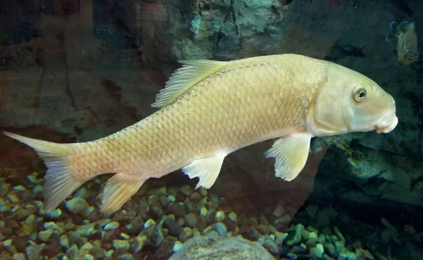 Ikan Mas Berbentuk Cacat Berenang Dalam Akuarium — Stok Foto