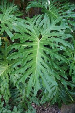 Philodendron Selloum 'un güzel yaprağı, Thaumatophyllum bipinnatifidum olarak da bilinir.