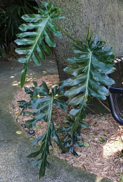 Piękny Fenestrowane Liść Philodendron Bob Cee Wspinaczka Tropikalna Roślin — Zdjęcie stockowe
