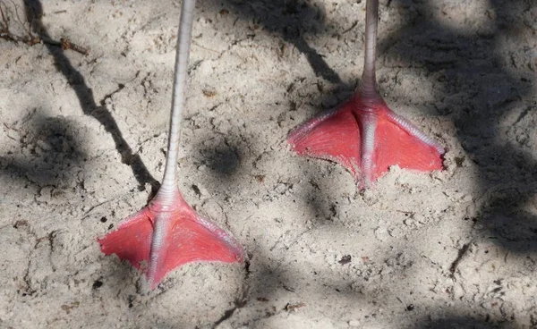 Close up of the webbed foot on a Chilean flamingo