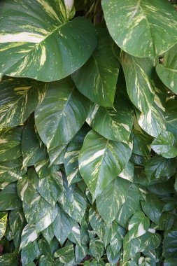 Altın Pothos bir ağacın tepesine tırmanıyor