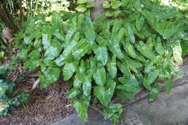 Philodendron 'un güzel yaprakları Burle Marx, bir tropikal bitki