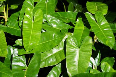 Philodendron 'un güzel yeşil yaprakları Burle Marx, bir tropikal bitki