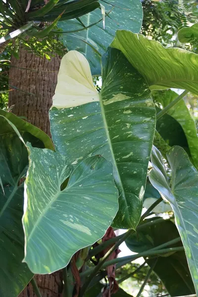 Piękne Urozmaicone Liście Philodendron Jose Buono Wspinaczkowa Tropikalna Roślina — Zdjęcie stockowe