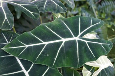 Alocasia Frydek 'in güzel koyu yeşil ve kadife yaprakları.