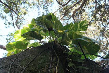 Dev Hawaii Pothos yaprakları bir ağacın tepesine tırmanıyor.