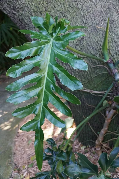 Folha Fenestrada Verde Philodendron Bob Cee Uma Trepadeira Plantas Tropicais — Fotografia de Stock