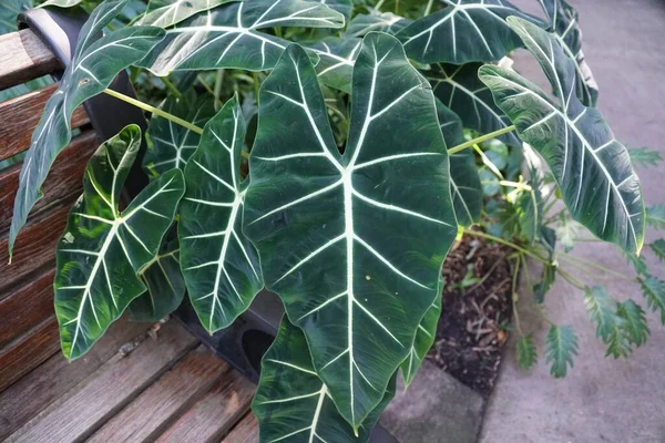 Alocasia Frydek 'in güzel koyu yeşil ve kadife yaprakları.