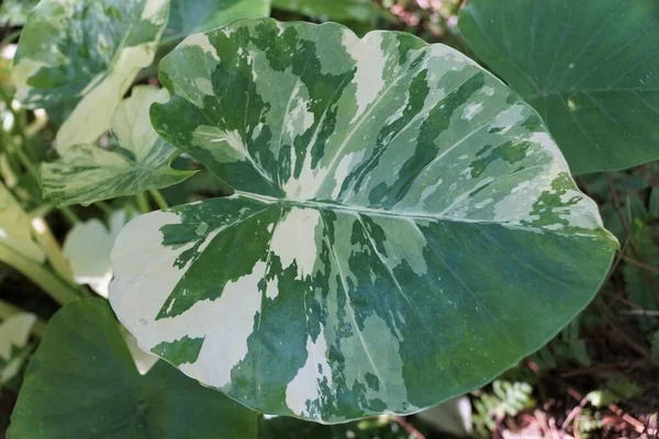 Όμορφο Λευκό Και Πράσινο Φύλλο Της Ποικιλόμορφης Alocasia Macrorrhiza — Φωτογραφία Αρχείου