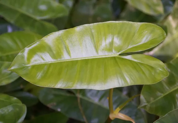 Uma Folha Verde Jovem Philodendron Burle Marx Uma Planta Tropical — Fotografia de Stock