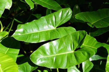 Philodendron 'un güzel yaprakları Burle Marx, bir tropikal bitki