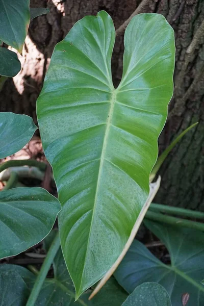 Philodendron Sagittifolium Wspinaczka Tropikalnych Roślin — Zdjęcie stockowe