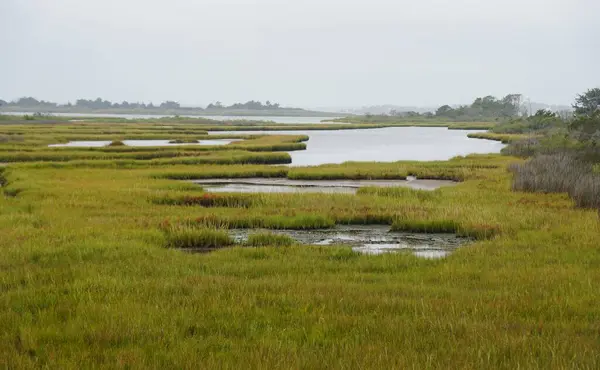 Hierba Silvestre Área Húmeda Cerca Assateague Island Maryland — Foto de Stock