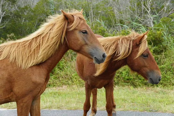 Krásná Hnědá Barva Divokých Koní Poblíž Assateague Island Maryland Usa — Stock fotografie