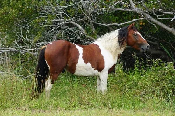 Caballo Marrón Blanco Cerca Assateague Island Maryland —  Fotos de Stock