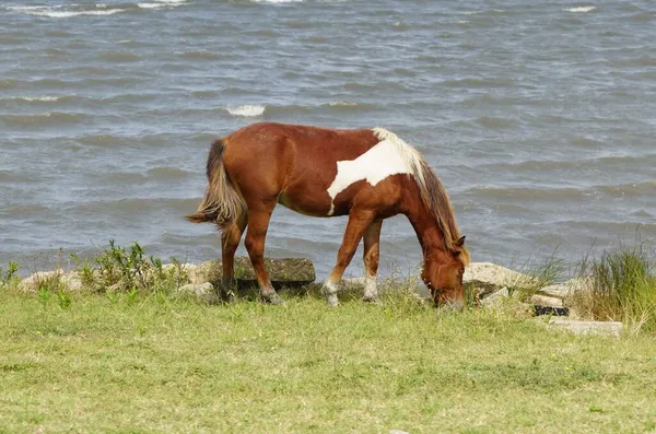 Vacker Brun Och Vit Färg Vild Häst Nära Assateague Island — Stockfoto