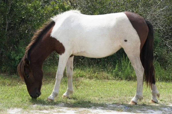 Hermoso Color Marrón Blanco Caballo Salvaje Cerca Assateague Island Maryland —  Fotos de Stock