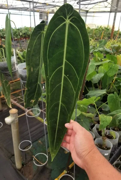 Uzun siyah bir Anthurium Warocqueanum yaprağı.