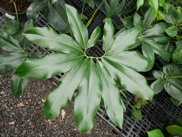 Glanzend Stervormig Groen Blad Van Philodendron Goeldii — Stockfoto