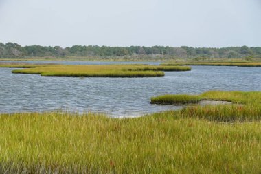 Assateague Adası yakınlarındaki ıslak bölge, Maryland, ABD
