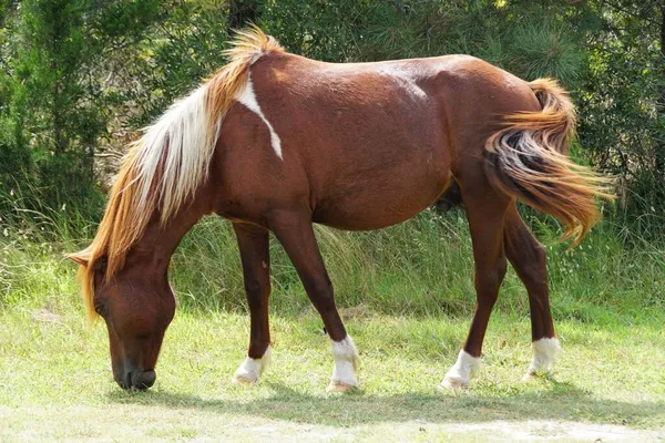 Piękny Brązowy Blond Kolor Dzikiego Konia Pobliżu Assateague Island Maryland — Zdjęcie stockowe