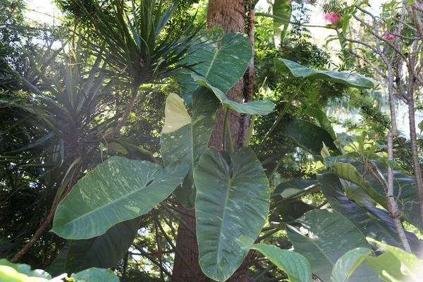 Hermosas Hojas Abigarradas Philodendron Jose Buono Una Planta Tropical Trepadora — Foto de Stock
